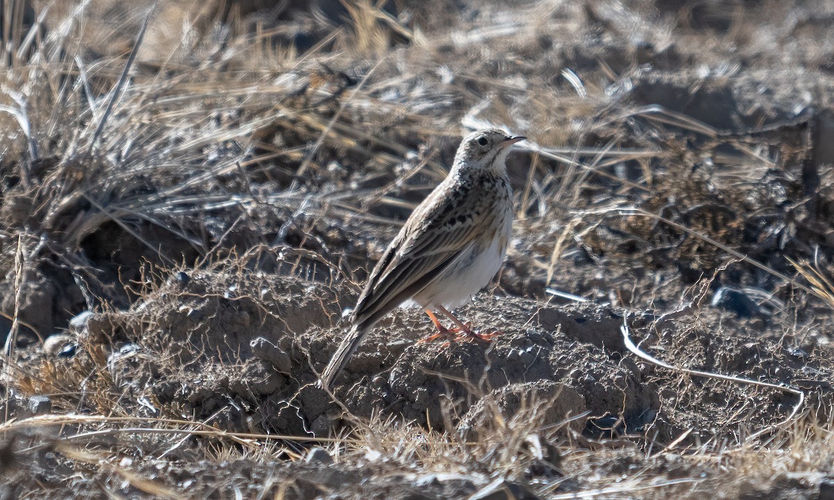 Puna Pipit - ML644575085