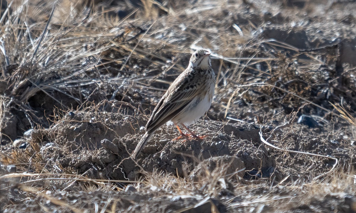 Puna Pipit - ML644575086