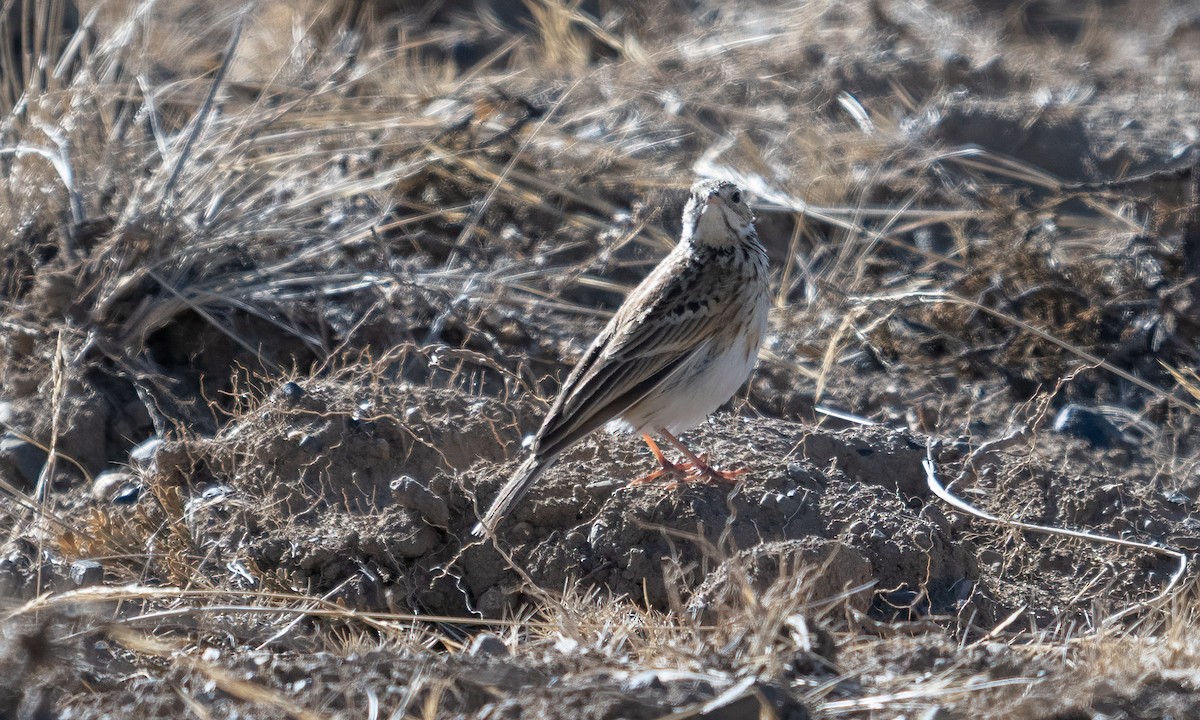 Puna Pipit - ML644575087