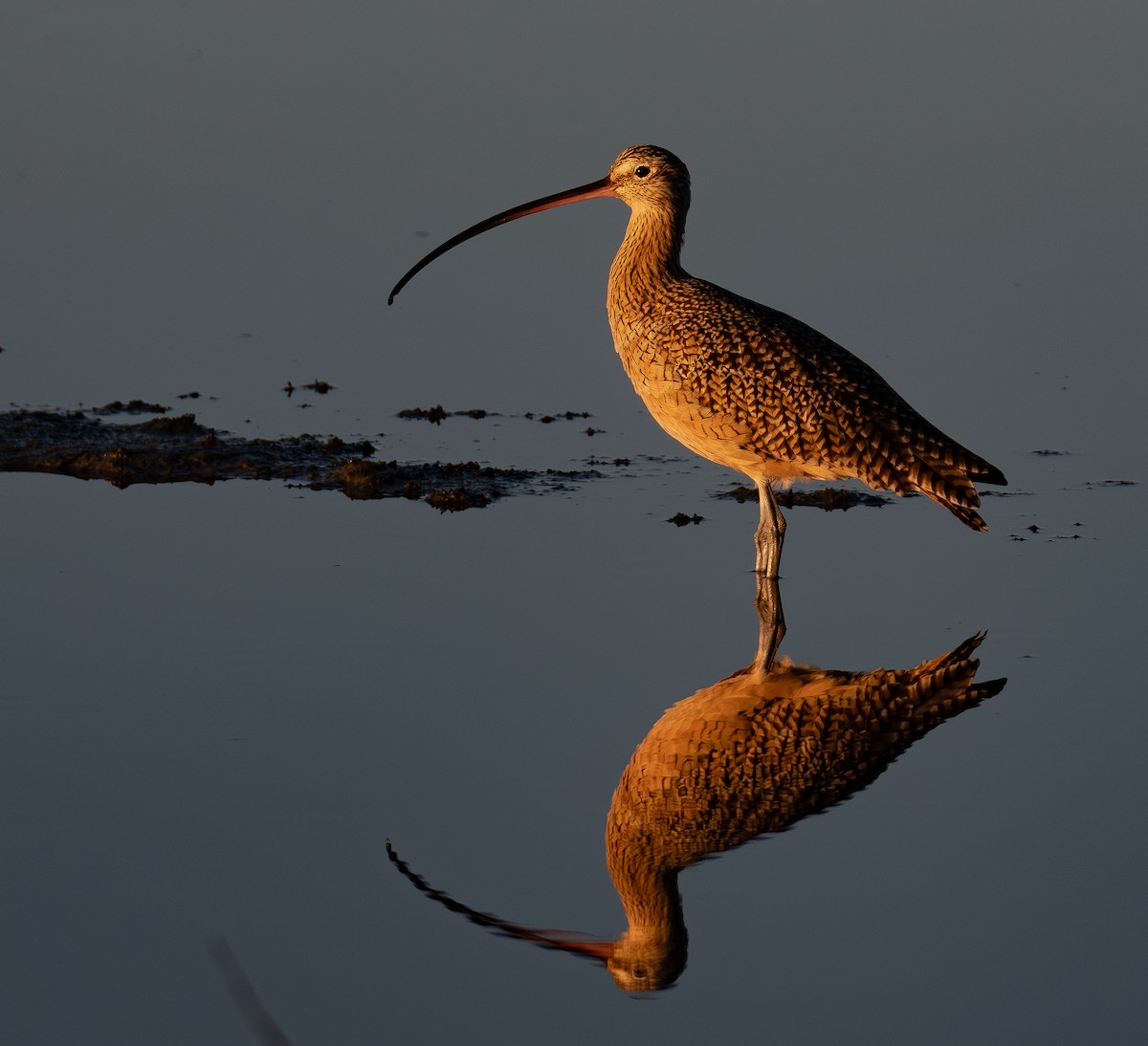 Кульон американський - ML644575089