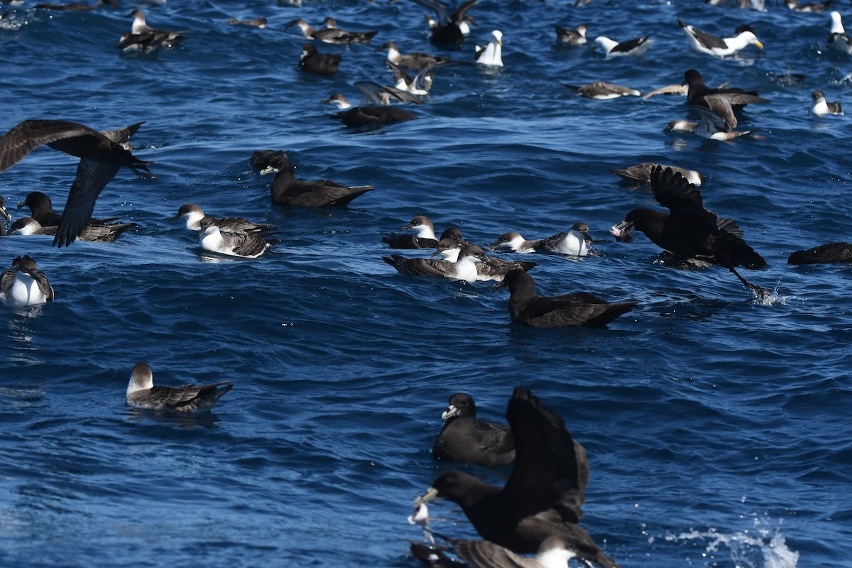 Great Shearwater - ML644575094