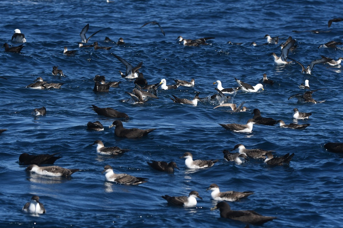 Great Shearwater - ML644575096