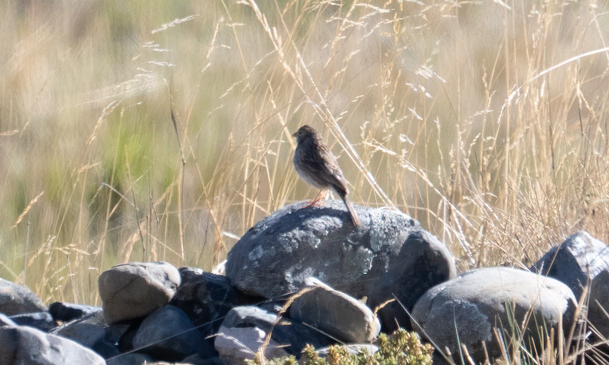 Band-tailed Sierra Finch - ML644575102