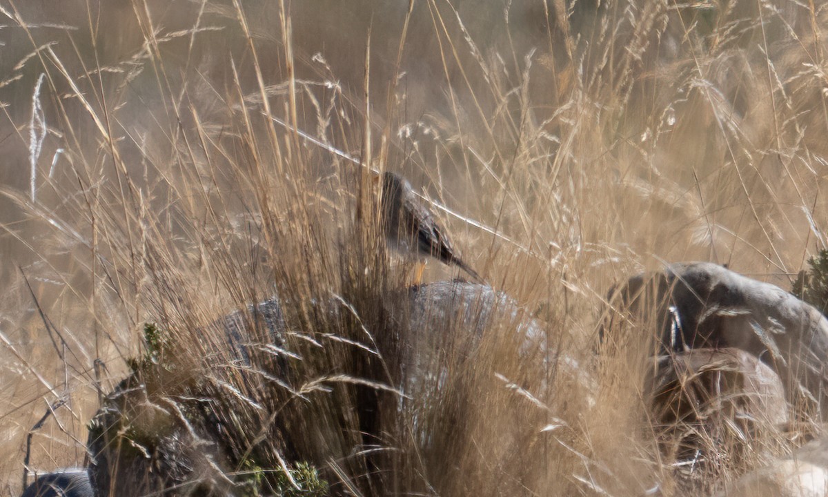 Band-tailed Sierra Finch - ML644575104