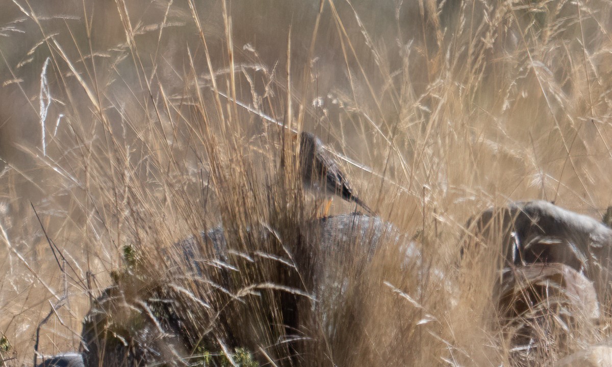 Band-tailed Sierra Finch - ML644575105