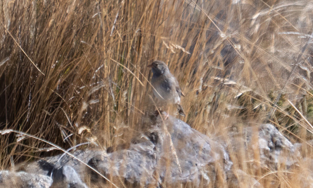 Band-tailed Sierra Finch - ML644575106