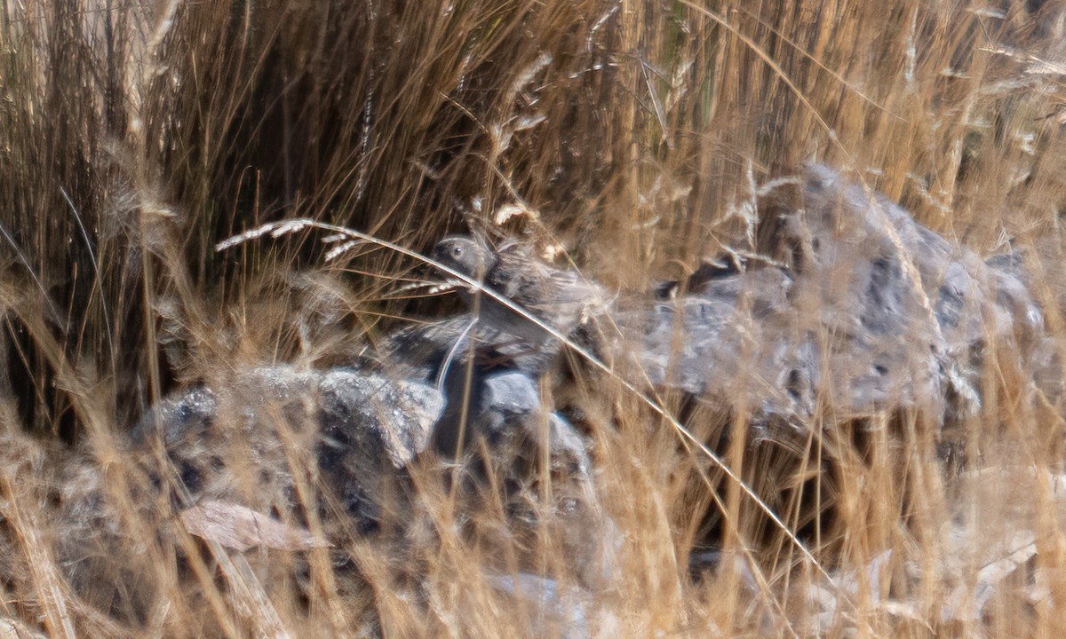 Band-tailed Sierra Finch - ML644575107