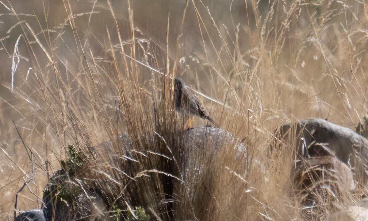 Band-tailed Sierra Finch - ML644575108