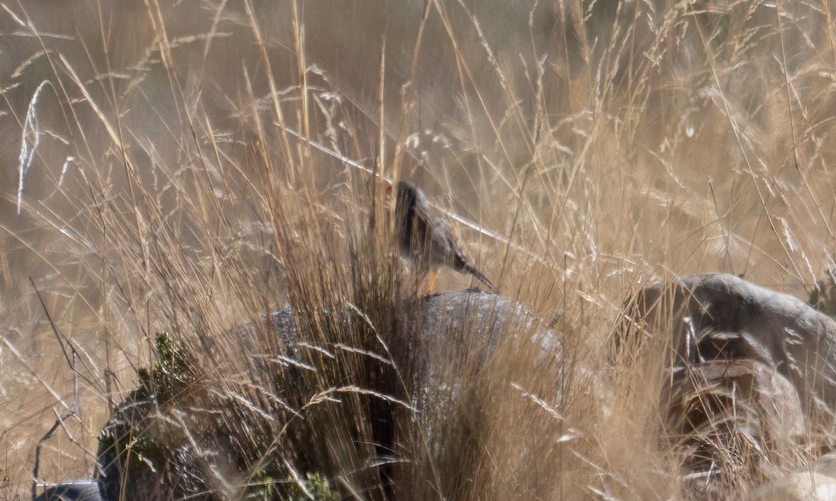 Band-tailed Sierra Finch - ML644575109