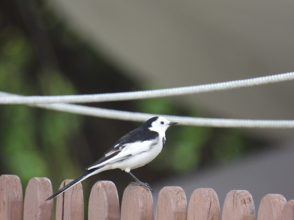 Bergeronnette grise - ML644575114