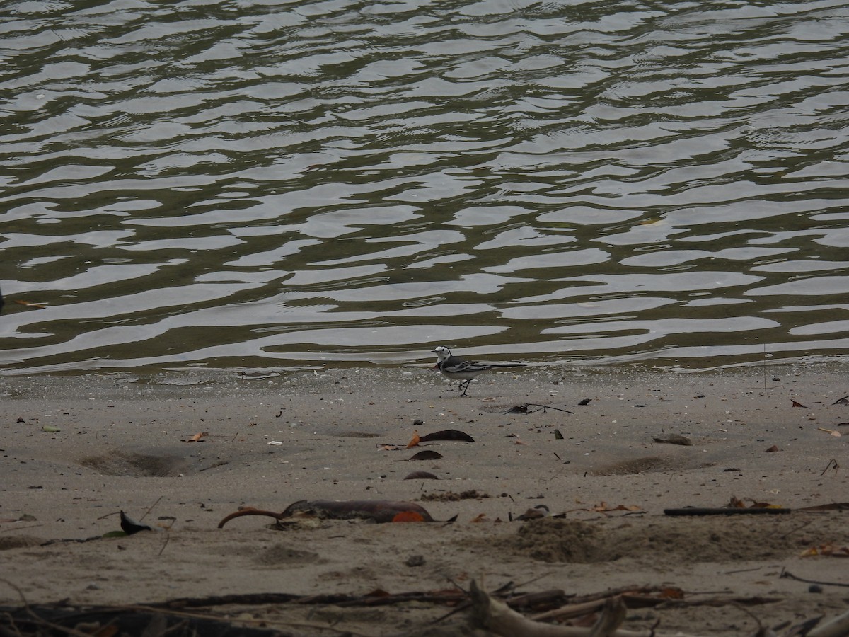 Bergeronnette grise - ML644575115