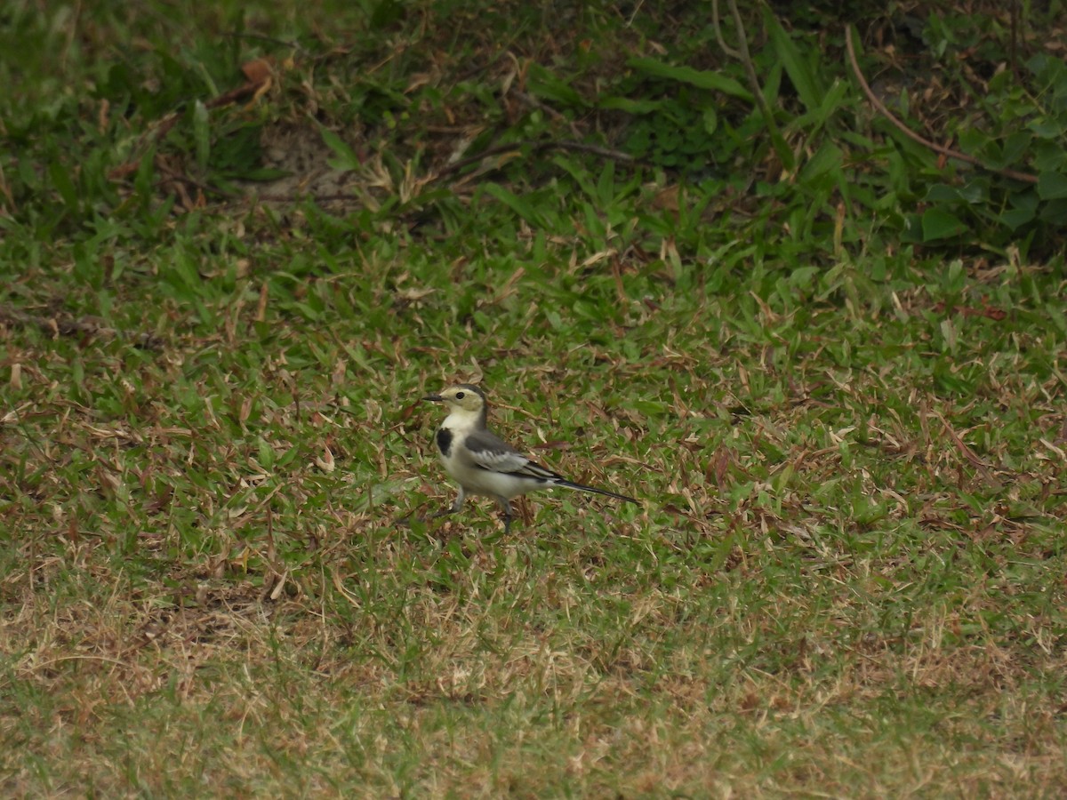 Bergeronnette grise - ML644575116