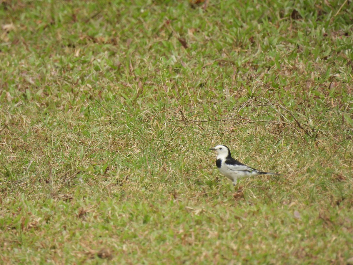 Bergeronnette grise - ML644575117