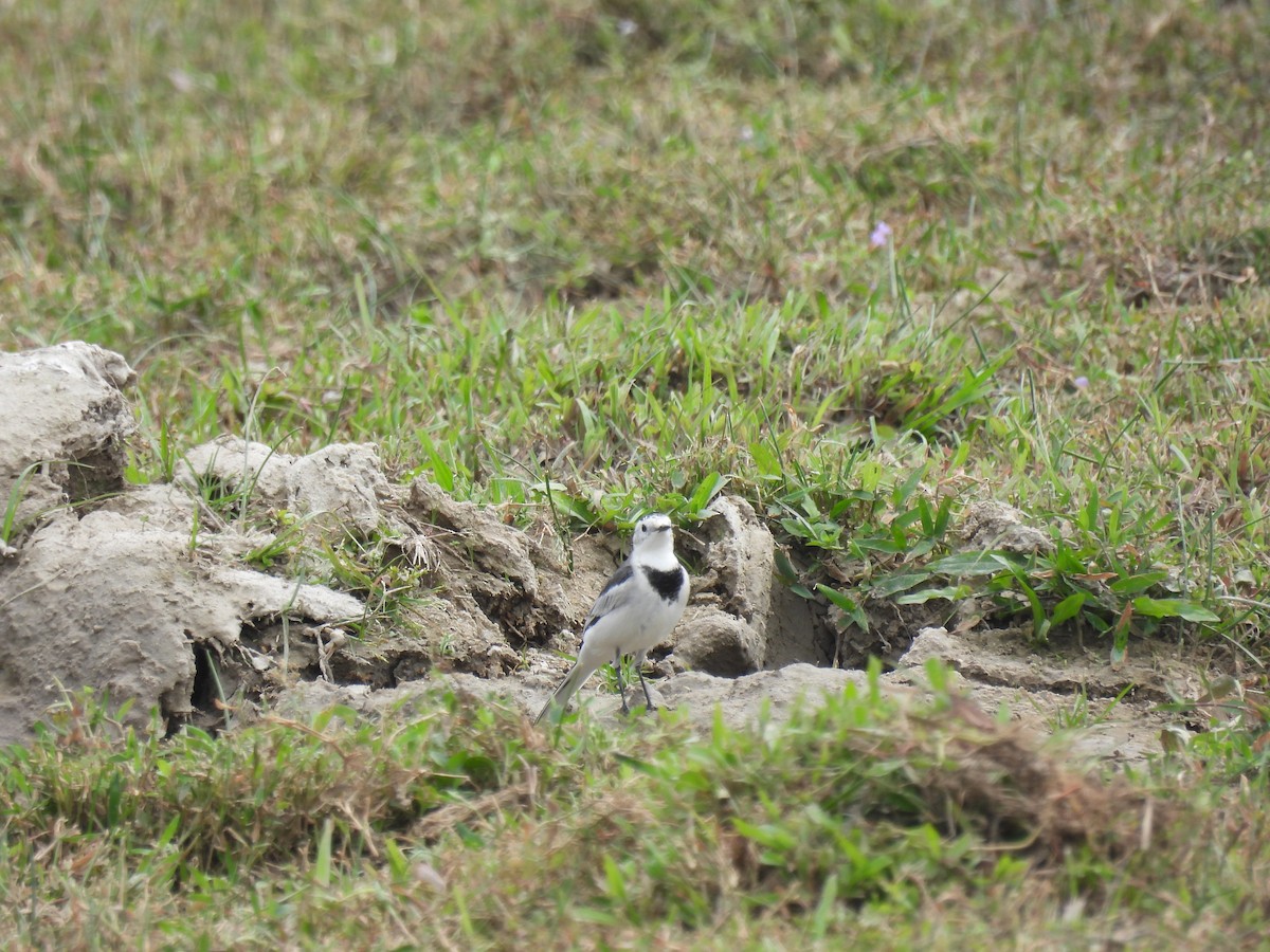 Bergeronnette grise - ML644575118