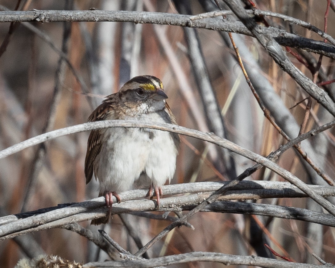 hvitstrupespurv - ML644575119