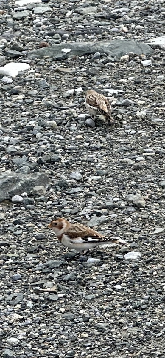 Escribano Nival - ML644575122