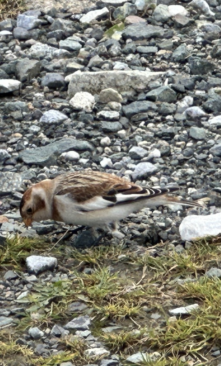 雪鵐 - ML644575123