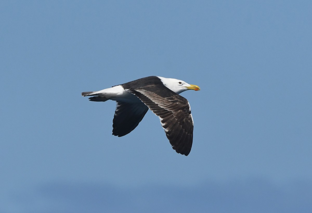 Kelp Gull (vetula) - ML644575136