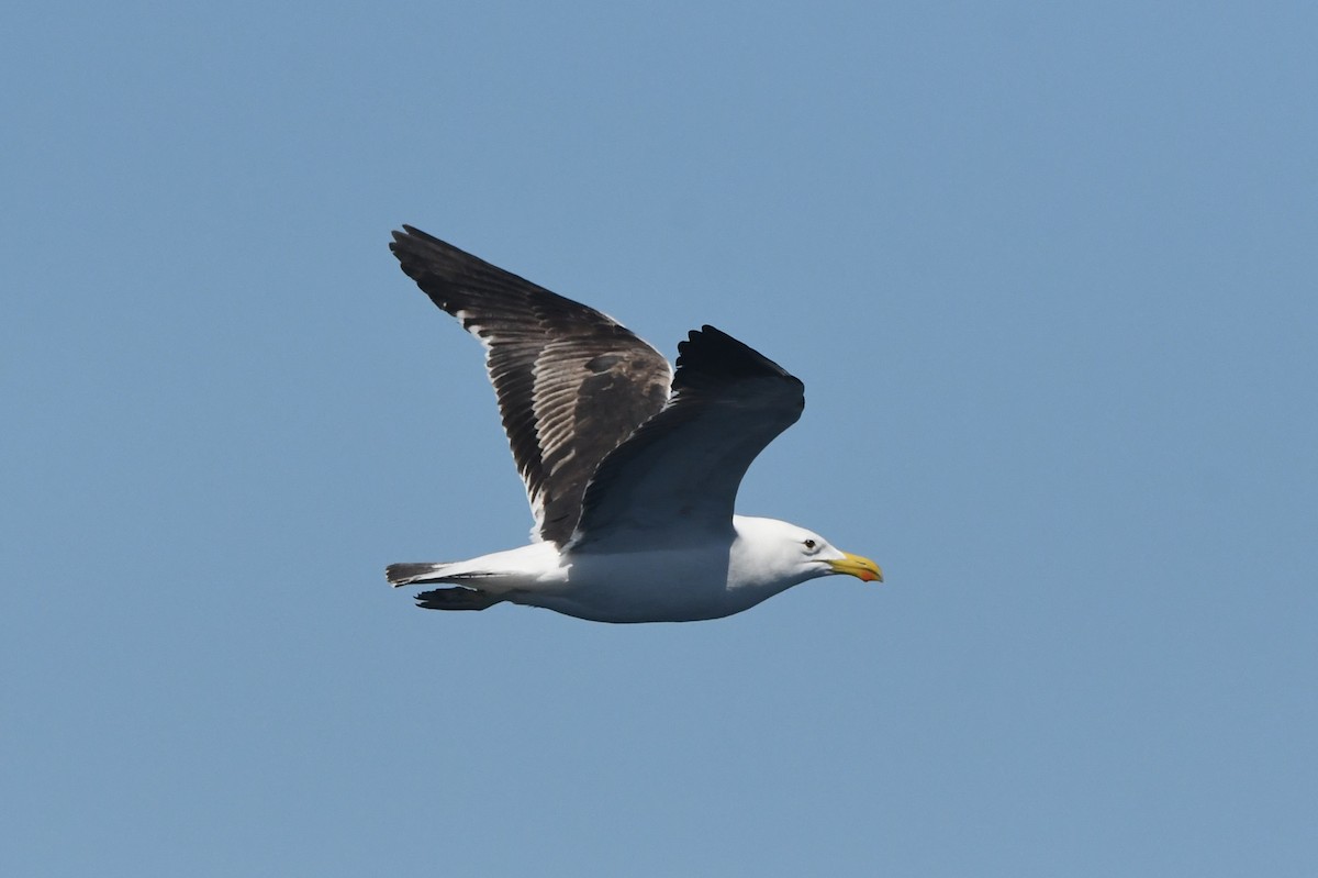 Kelp Gull (vetula) - ML644575139