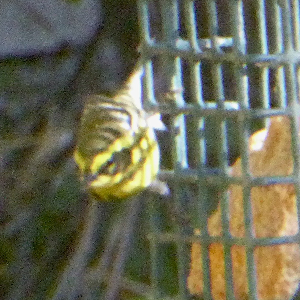 Пісняр-лісовик західний - ML644575143