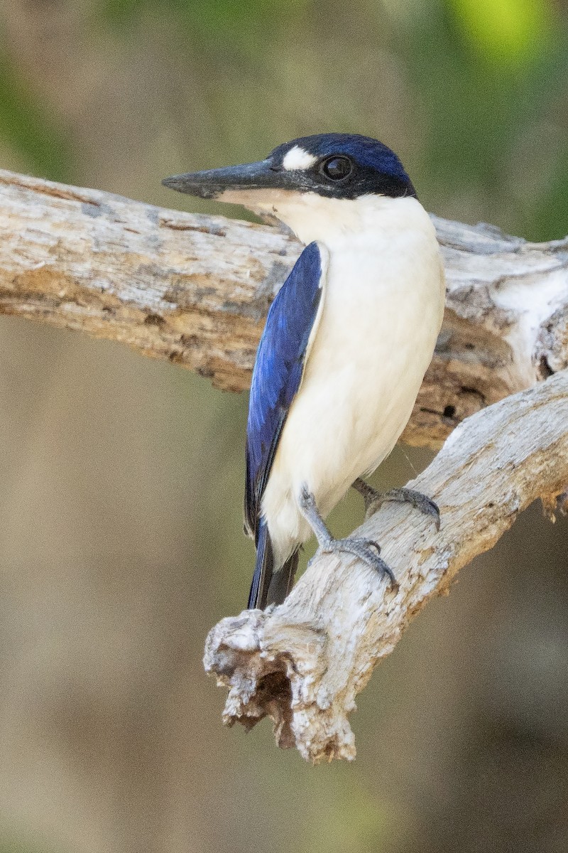 Spiegelliest - ML644575159