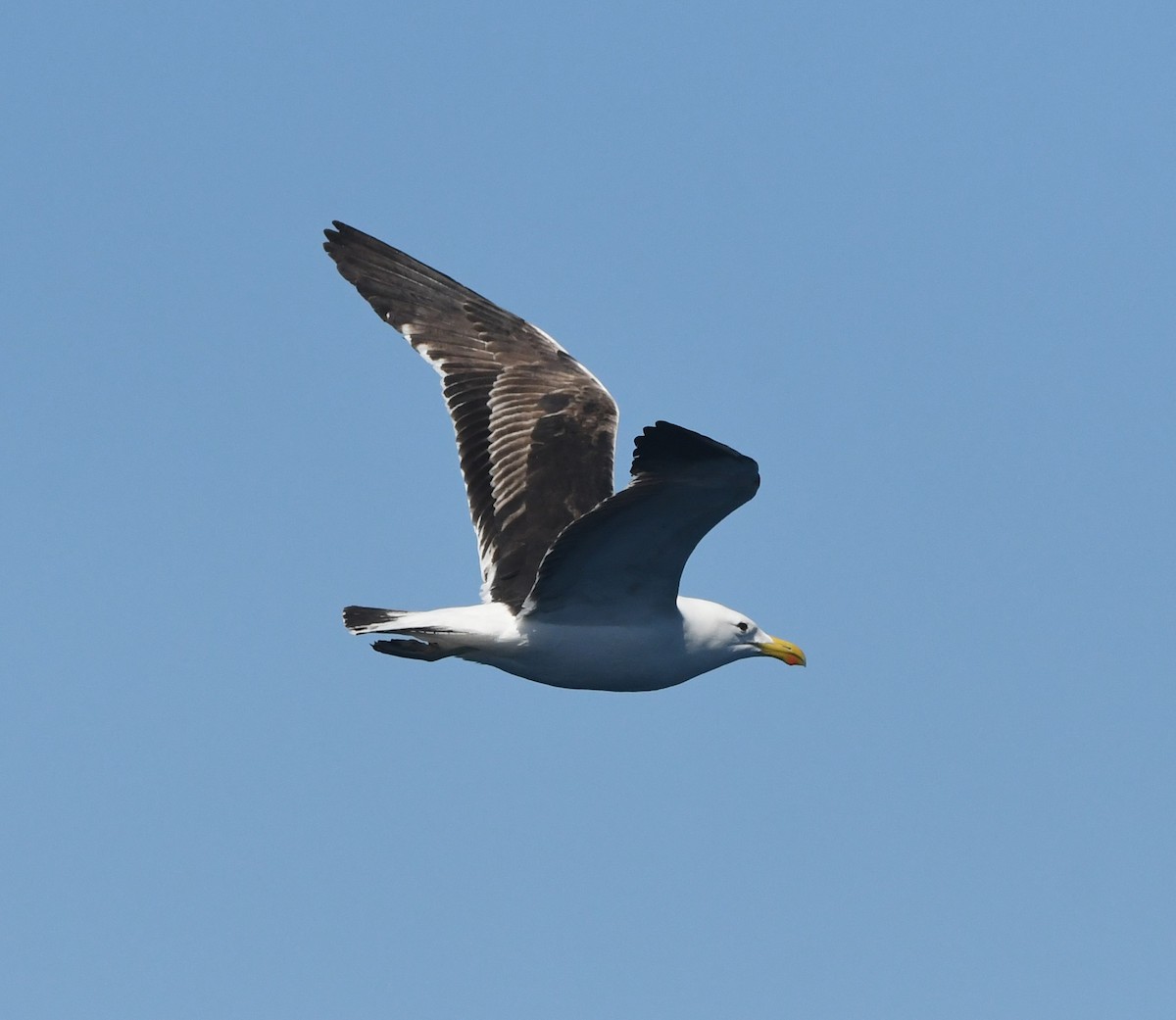 Kelp Gull (vetula) - ML644575160