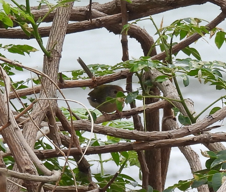 Common Tailorbird - ML644575162