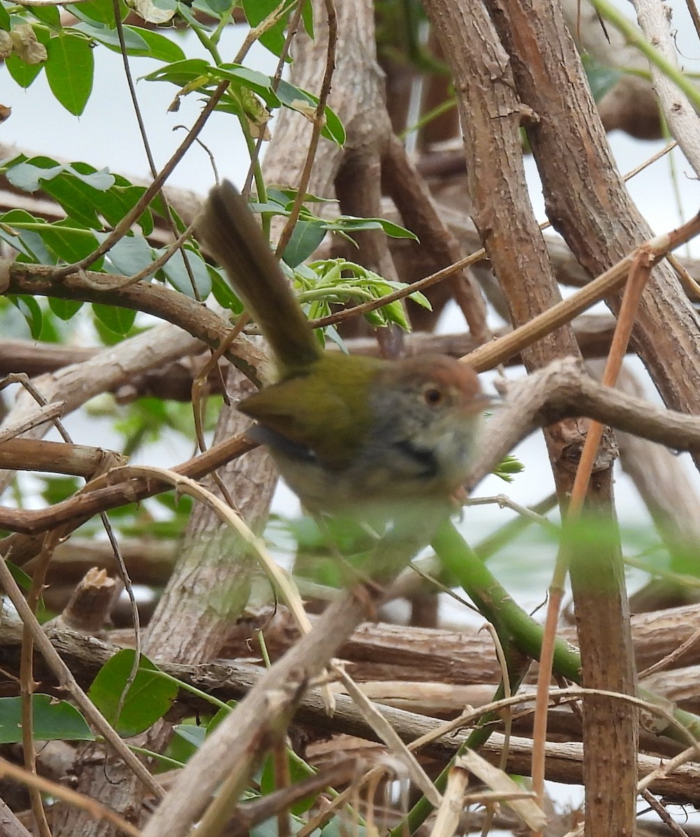 Common Tailorbird - ML644575163