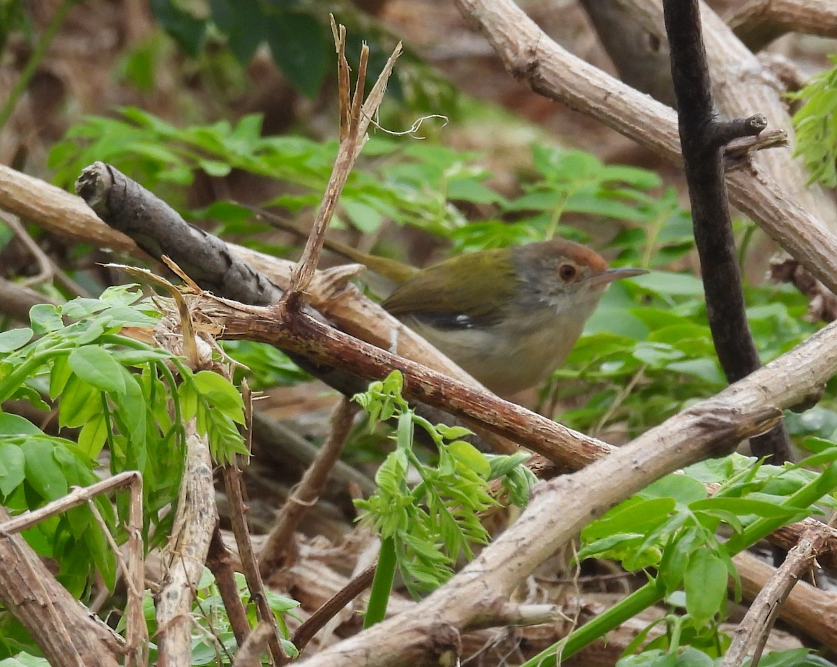 Common Tailorbird - ML644575164