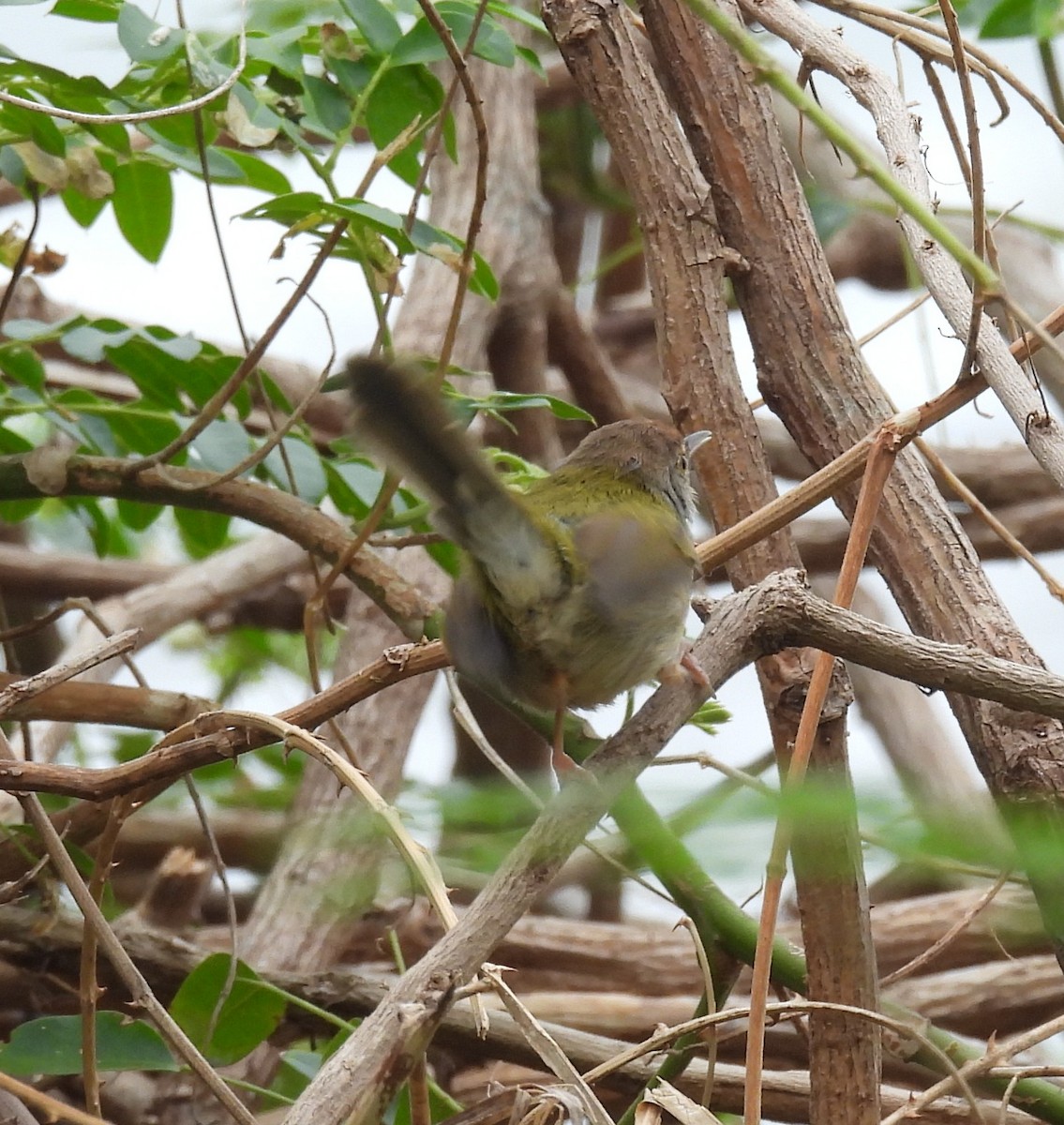 Common Tailorbird - ML644575165