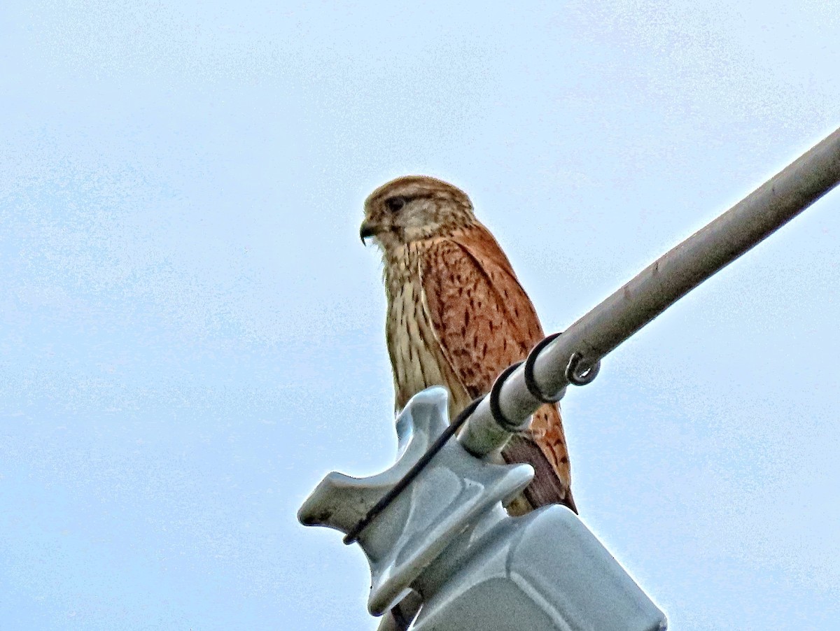 Nankeen Kestrel - ML644575166
