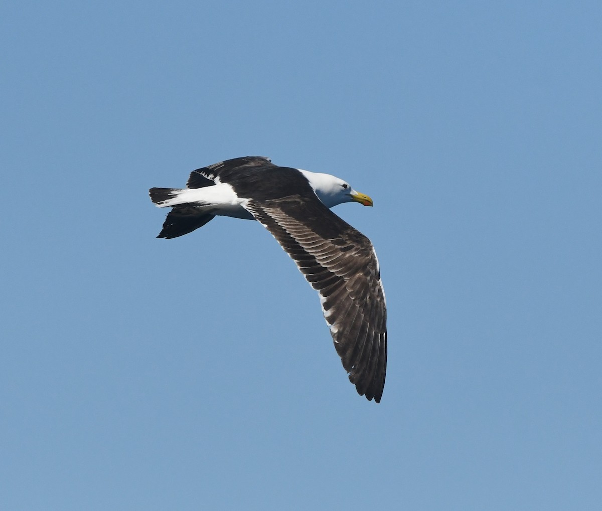 Kelp Gull (vetula) - ML644575167