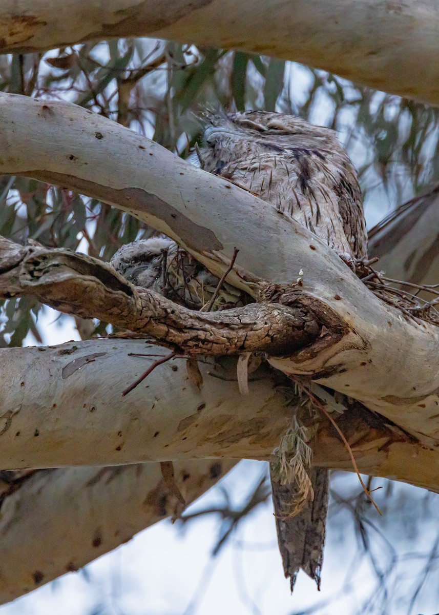 Tawny Frogmouth - ML644575171