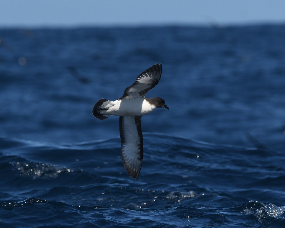 Pintado Petrel - ML644575173