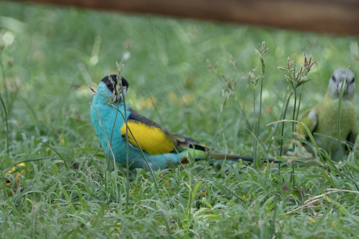Perico Capirotado - ML644575174