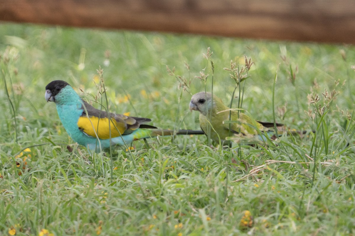 Perico Capirotado - ML644575175