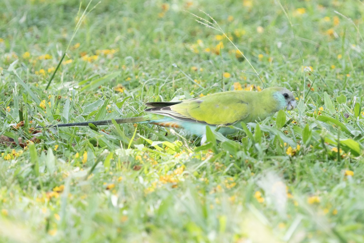 Perico Capirotado - ML644575176