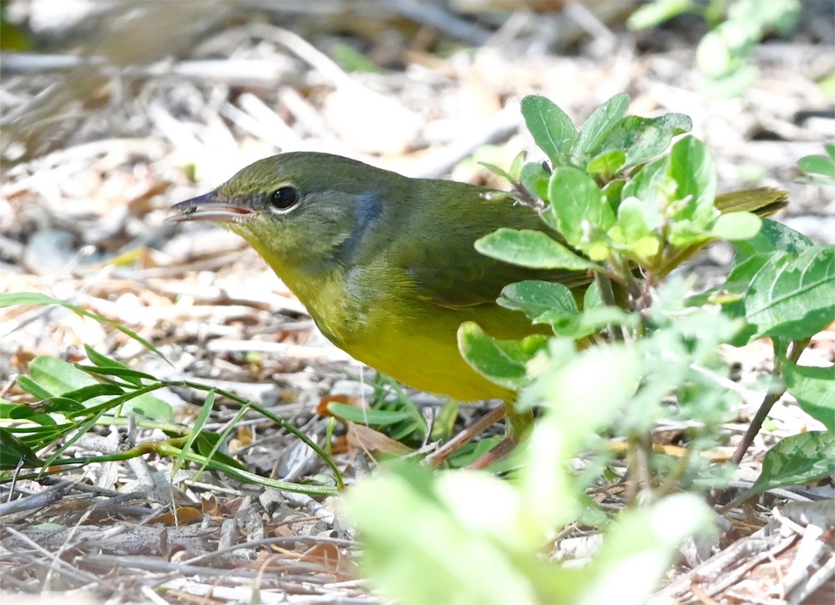 Mourning Warbler - ML644575177