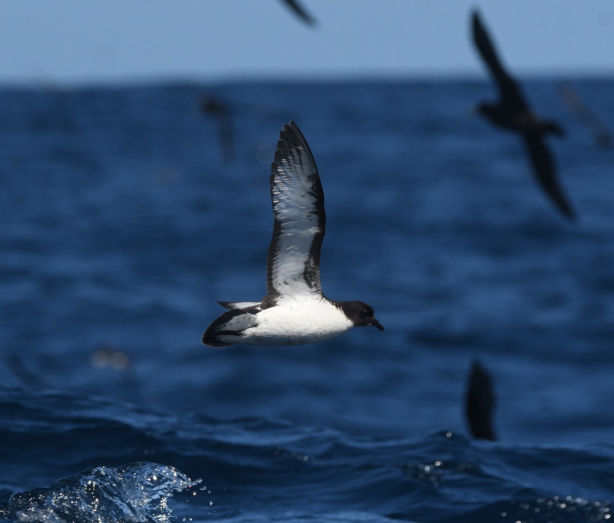 Pintado Petrel - ML644575181