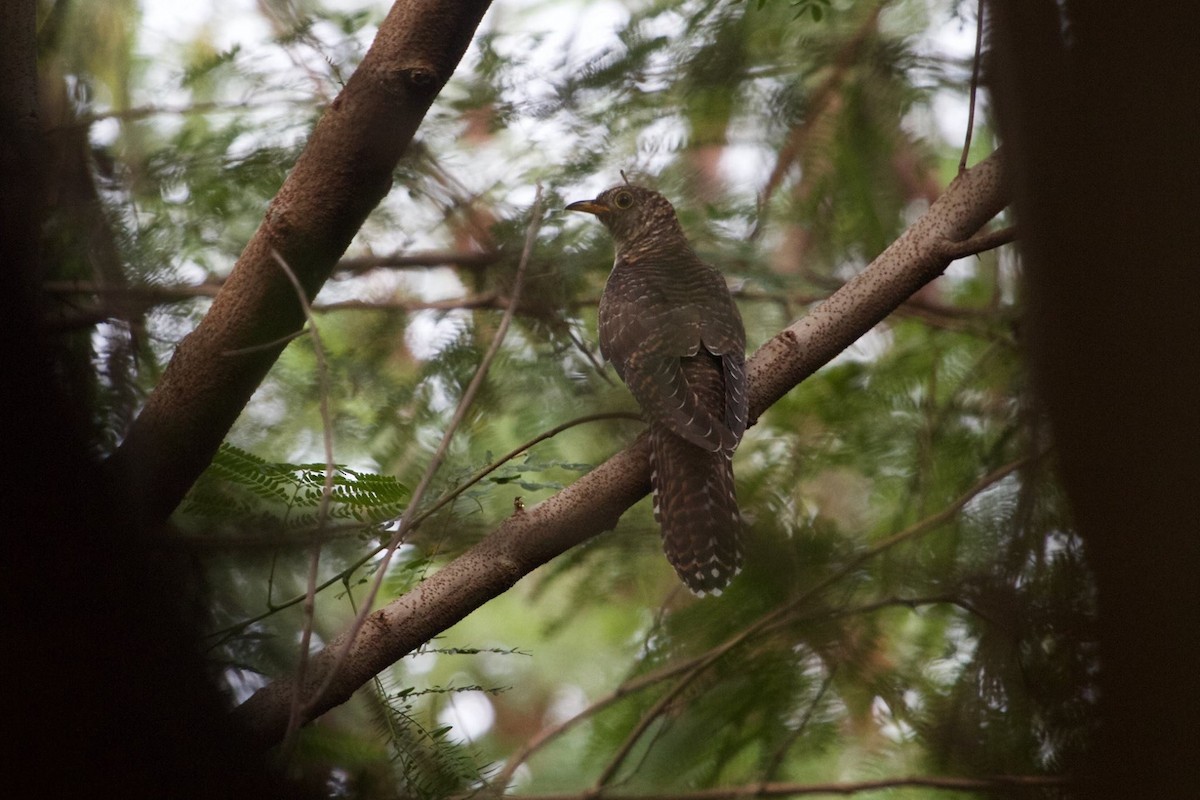 Oriental Cuckoo - ML644575185