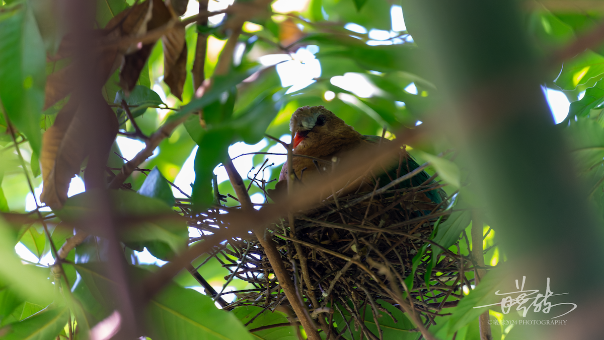 Asian Emerald Dove - ML644575189