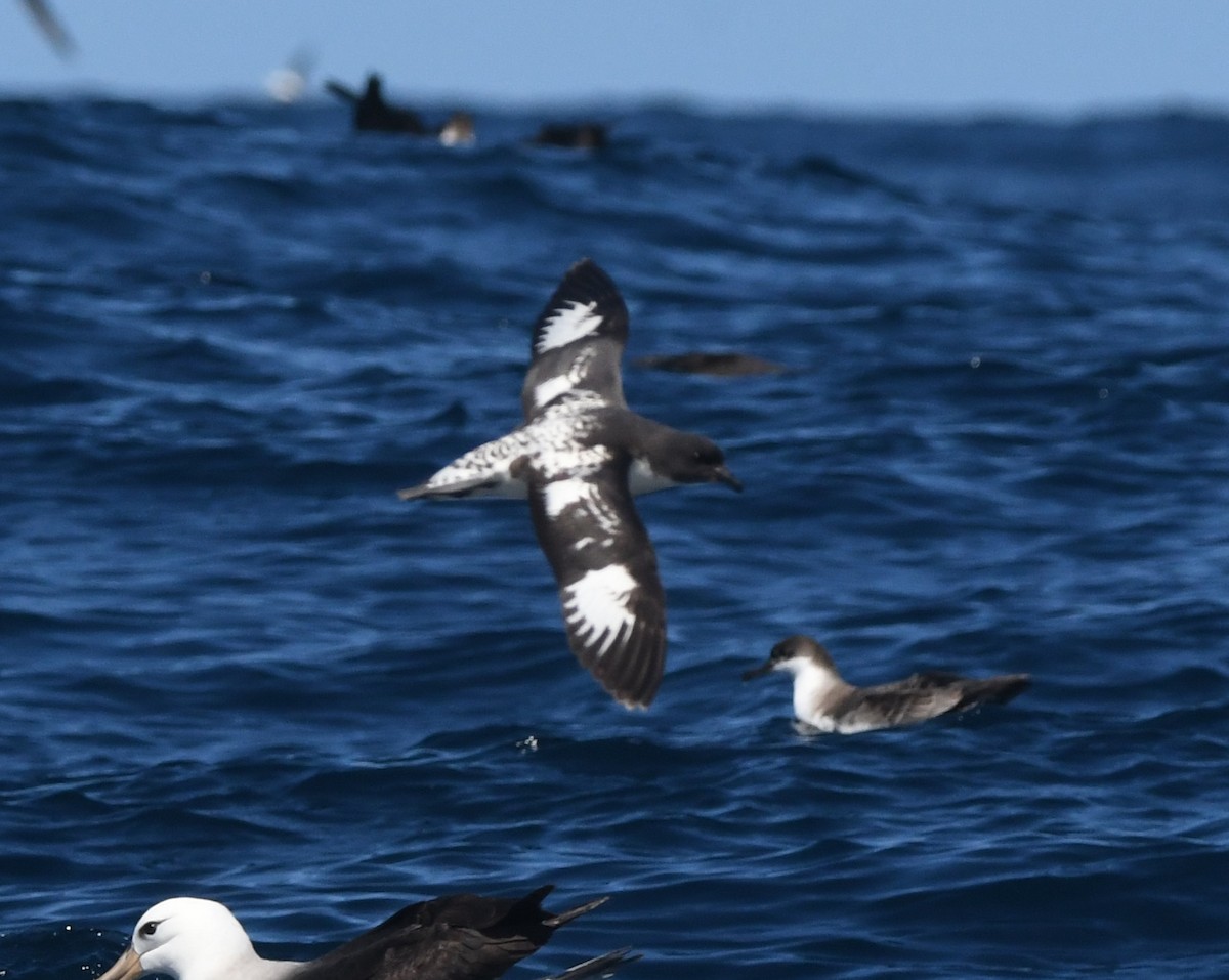 Pintado Petrel - ML644575190