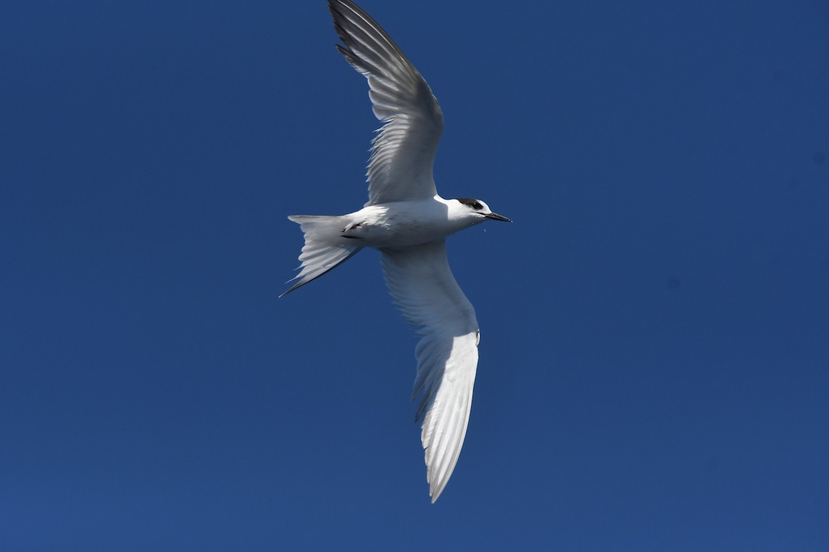 Txenada arrunta - ML644575191