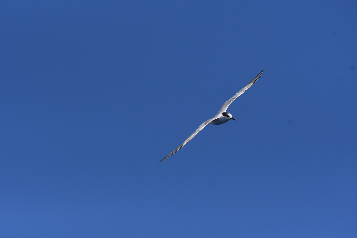 Txenada arrunta - ML644575193