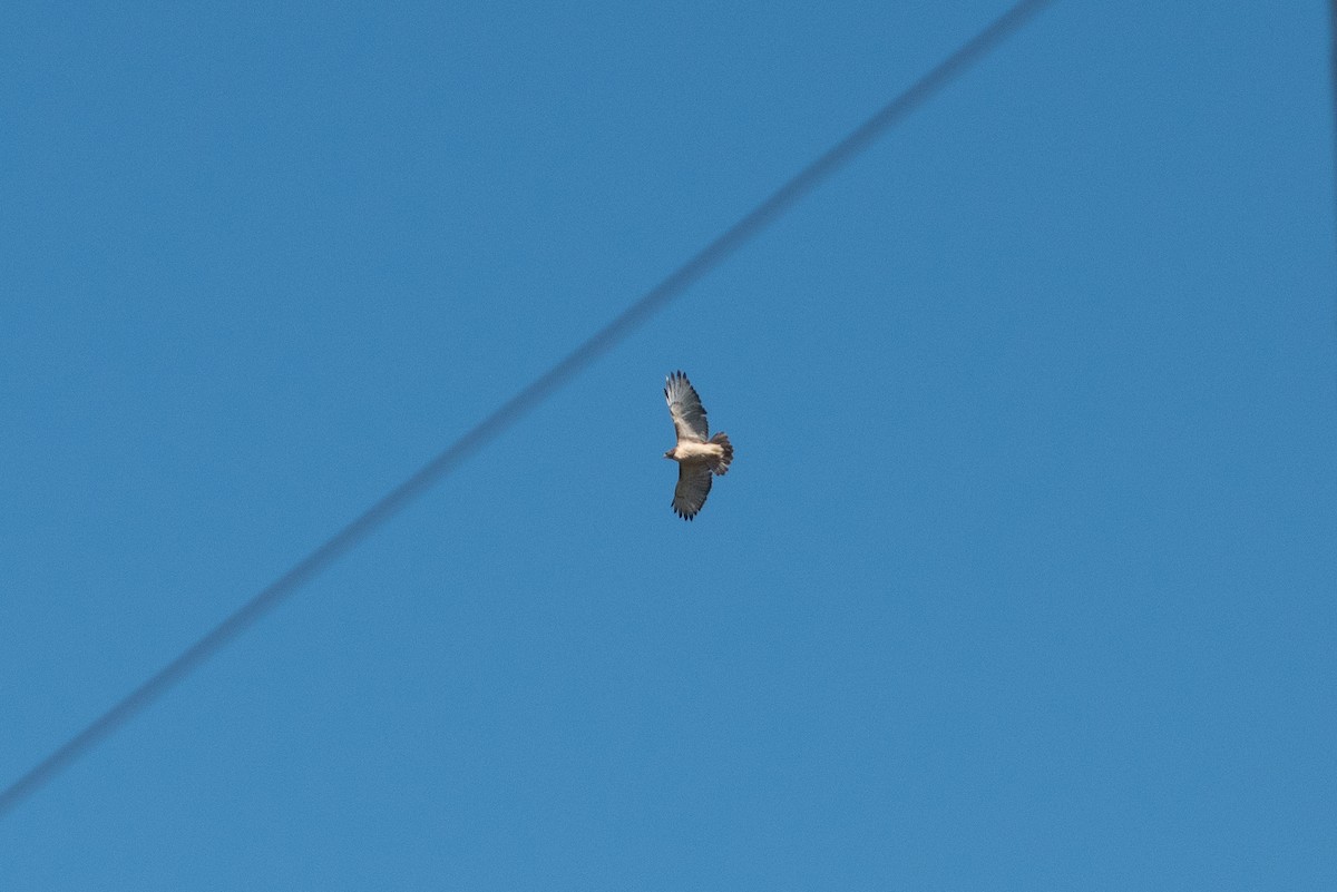 Канюк неоарктичний - ML644575200