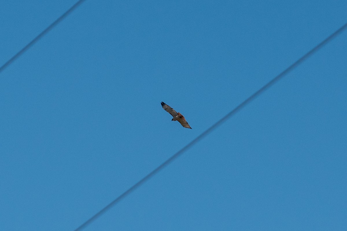 Канюк неоарктичний - ML644575201