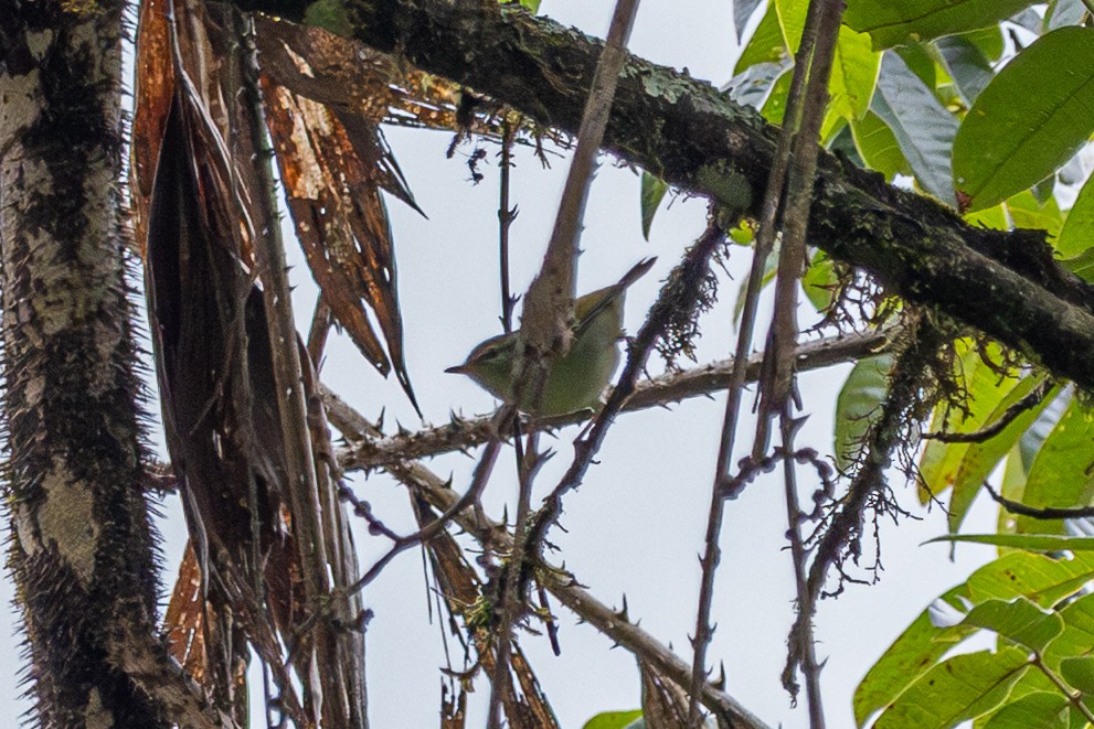 Blyth's Leaf Warbler - ML644575211