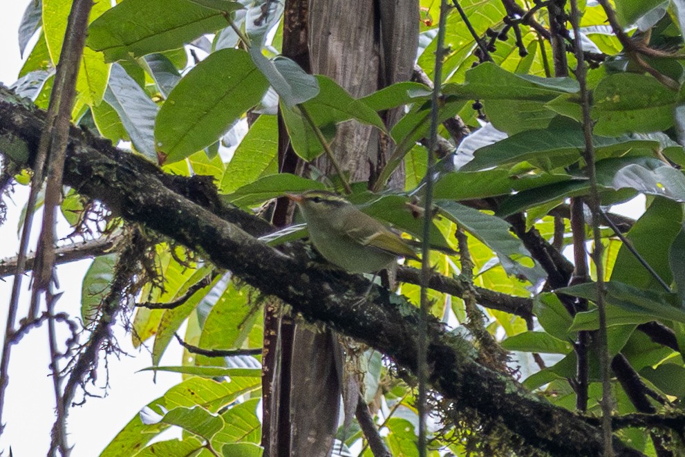 Blyth's Leaf Warbler - ML644575212