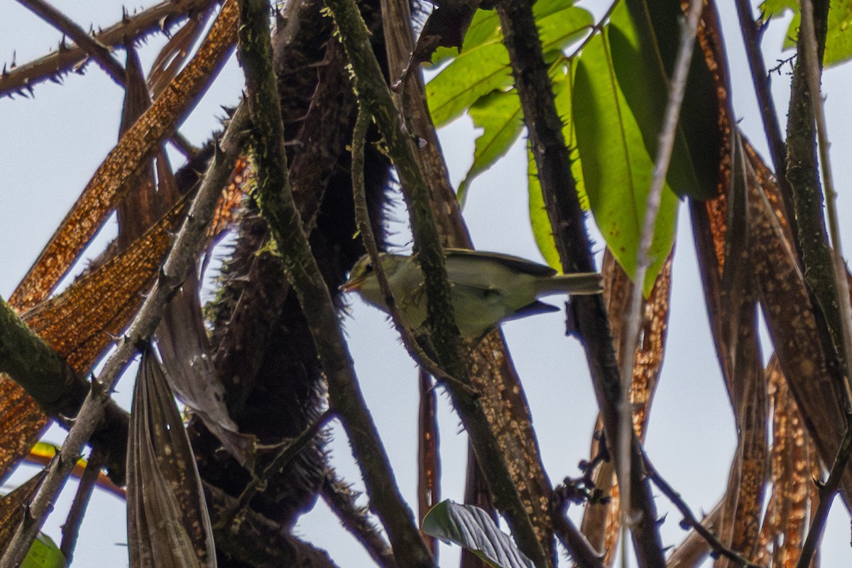 Blyth's Leaf Warbler - ML644575214