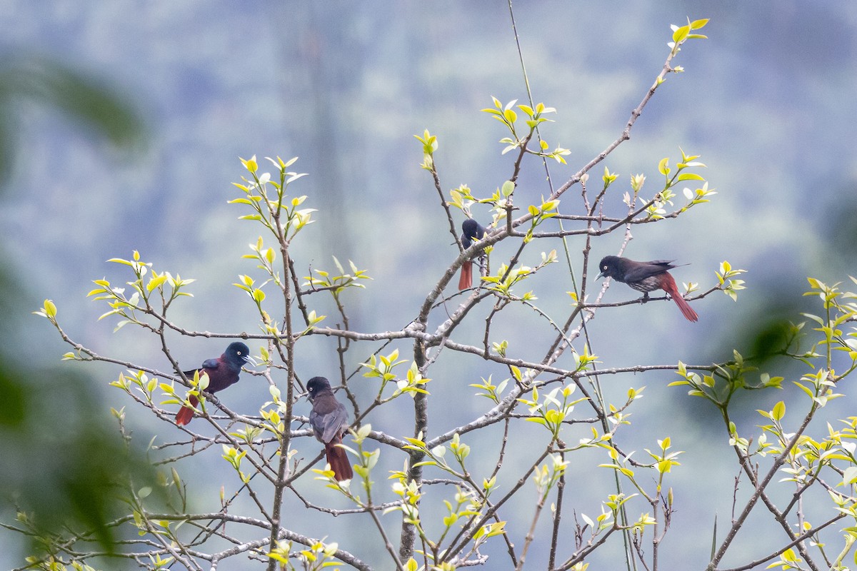 Maroon Oriole - ML644575218